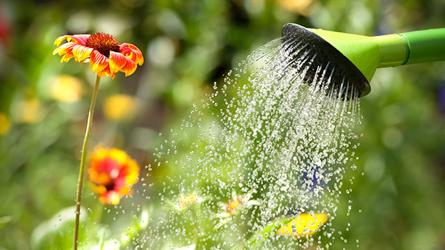 Watering-Flowers